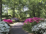 Azalea Way  Botanical Gardens  Bronx  NY