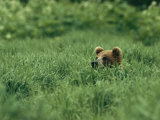 A Brown Bear in Lush Tall Grass