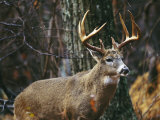 A Portrait of a 12-Point White-Tailed Deer Buck