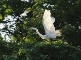 A Great Egret Spreads its Wings in its Vine-Covered Nest