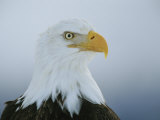 A Portrait of an American Bald Eagle