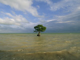 Lone Mangrove Tree Standing in the Surf