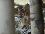 Mountain Lion Stalks Prey
