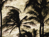 Palm Trees Silhouetted against the Pacific Ocean
