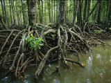 Detail of Mangrove Roots at the Waters Edge