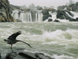 Great Blue Heron Stretches its Neck toward the Potomac River