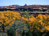 Cottonwoods along Squaw Creek at the Needles  Canyonlands National Park  USA