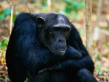 Male Chimpanzee  Pan Troglodytes
