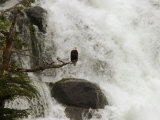 An American Bald Eagle Perched in a Tree Near a Rushing Waterfall