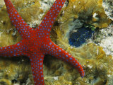 Brightly-Colored Starfish near a Small Imbedded Clam