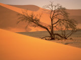 Tree in Namibia Desert  Namibia  Africa