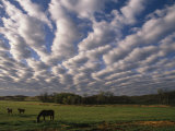A Blanket of Clouds Hovers over Horses Grazing in a Pasture