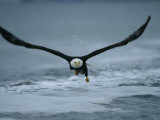 An American Bald Eagle in Flight Close to Waters Surface