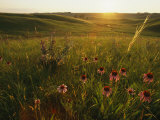 A Field of Purple Coneflowers at Sunrise