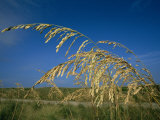 A Close View of Sea Oats Which Grow Throughout the Outer Banks