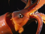 Close View of a Reddish Colored Giant Or Humboldt Squid at Night
