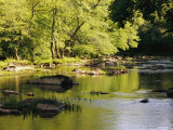 Hardwood Forest on the Eno River in Spring