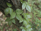 Poison Ivy Climbs a Pine Tree