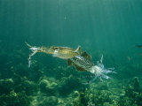 Caribbean Reef Squid Defends its Claim to a Nearby Female