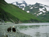 An Adult and Juvenile American Bald Eagle Rest Along the Shoreline