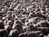 Flock of Sheep  Port Augusta  Australia
