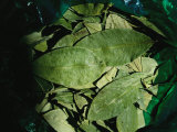 A Close View of a Bag Full of Coca Leaves