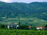 Village of Pfaffstatten Amongst Vineyards with Vienna Woods Behind  Near Baden  Austria