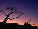 Burmis Tree at Crowsnest Pass  Canada