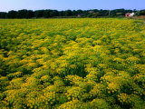 Dillflowers in Bloom in Bjare  Sweden