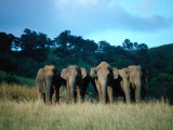 Four Elephants in Periyar Sanctuary of Kerala  Kerala  India