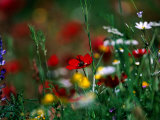 Wildflowers Growing in Olive Grove  Greece