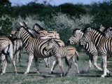 Group of Zebras  Etosha National Park  Namibia