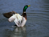 Drake Mallard (Anas Platyrhynchos)  United Kingdom