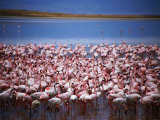 Flamingoes at Ngorongoro Crater  Ngorongoro Conservation Area  Arusha  Tanzania
