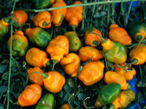 Habanero Chillies at Tepoztlan Market  Tepoztlan  Morelos  Mexico