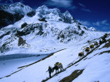 Team of Pack Horses Descending into Valley West of Campo Pass  Cuzco  Peru