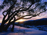 Snowgum at Sunrise on Main Range in Winter  Kosciuszko National Park  New South Wales  Australia
