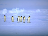 Emperor Penguins (Aptenodytes Forsteri) Crossing Ice  Weddell Sea  Antarctica