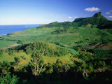 Tea Plantations  Mauritius
