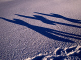 Shadows of Snow-Boarders at a Ski Resort  Gotland  Sweden