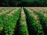 Tobacco Crop in Field in Wandiligong Valley Bright  Victoria  Australia