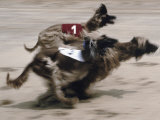 Afghan Hounds Racing