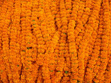 Marigolds for Sale at Flower Market Below Howrah Bridge  Kolkata  India
