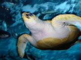 Turtle Underwater  Australia