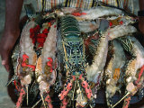 Lobster on Tray About to Be Barbecued  Djibouti  Djibouti