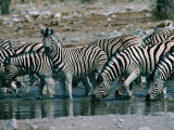 Zebras (Equus Zebra) Drinking in River  Etosha National Park  Namibia