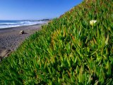 Succulents along the San Simeon Coastline  San Simeon  California  USA
