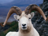 Dall Ram (Ovis Dalli)  Alaska  USA