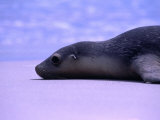 Sea Lion (Neophoca Cinerea) Lying in Sand  Seal Bay  Australia