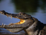Nile Crocodile (Crocodylus Niloticus)  Paga  Ghana